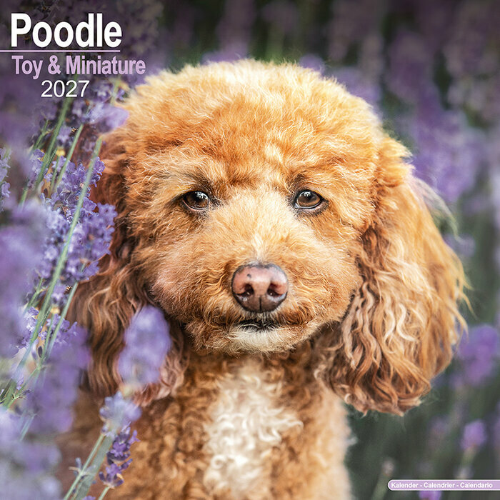 Calendrier Caniche Mural 2027