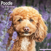 Calendrier Caniche Mural 2027