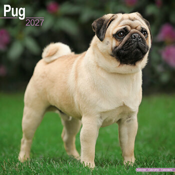 Calendrier 2027 Carlin