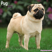 Calendrier Mural 2027 Carlin