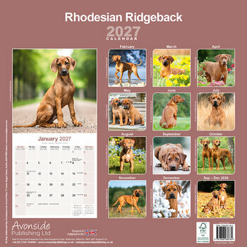 Calendrier 2027 Rhod&eacute;sian Ridgeback