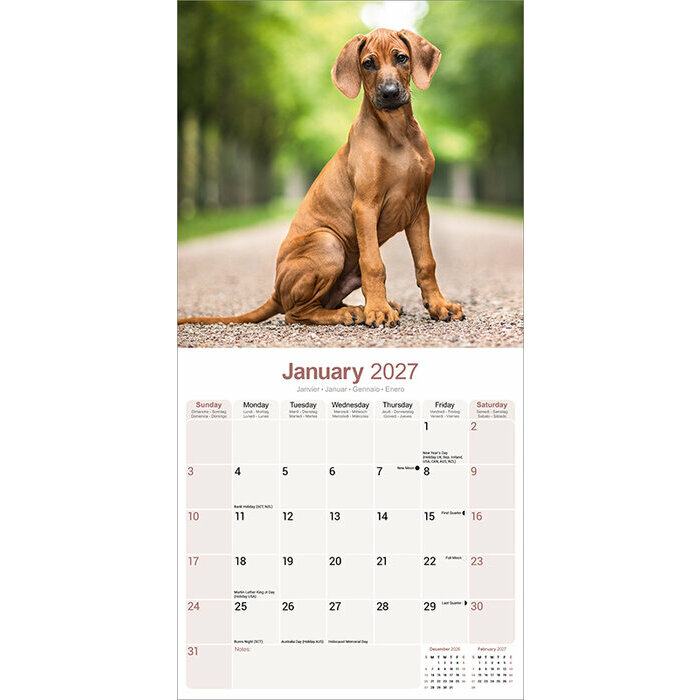 Calendrier 2027 Rhodésian Ridgeback Calendrier Mural 2026 Rhodésian Ridgeback