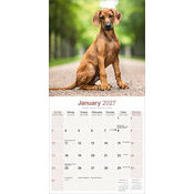 Calendrier 2027 Rhodésian Ridgeback Calendrier Mural 2026 Rhodésian Ridgeback