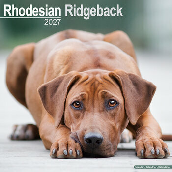Calendrier 2027 Rhod&eacute;sian Ridgeback