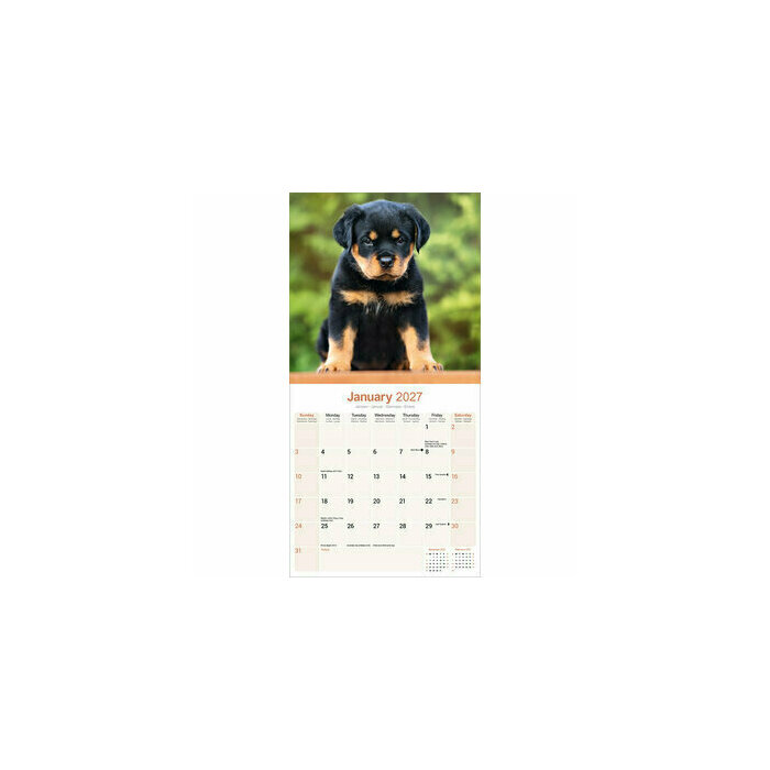 Calendrier papier  Rottweiler Nature