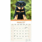Calendrier papier  Rottweiler Nature