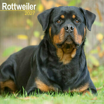 Calendrier 2027 Rottweiler