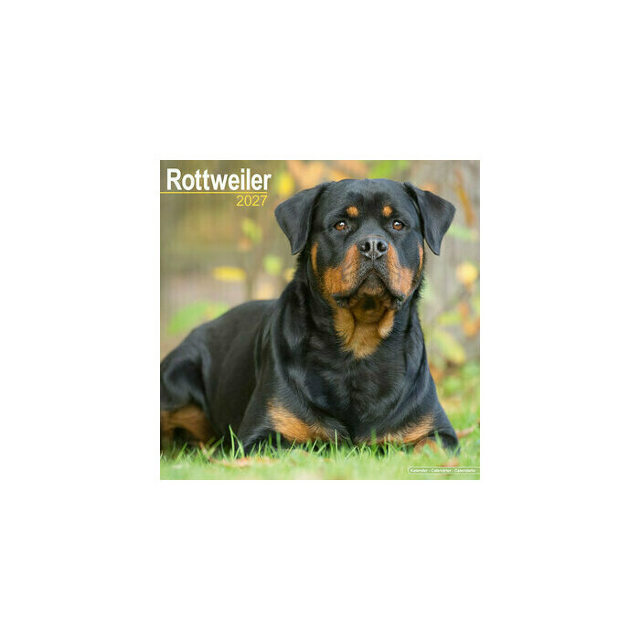 Calendrier Mural 2027 Rottweiler Nature