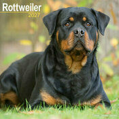 Calendrier Mural 2027 Rottweiler Nature