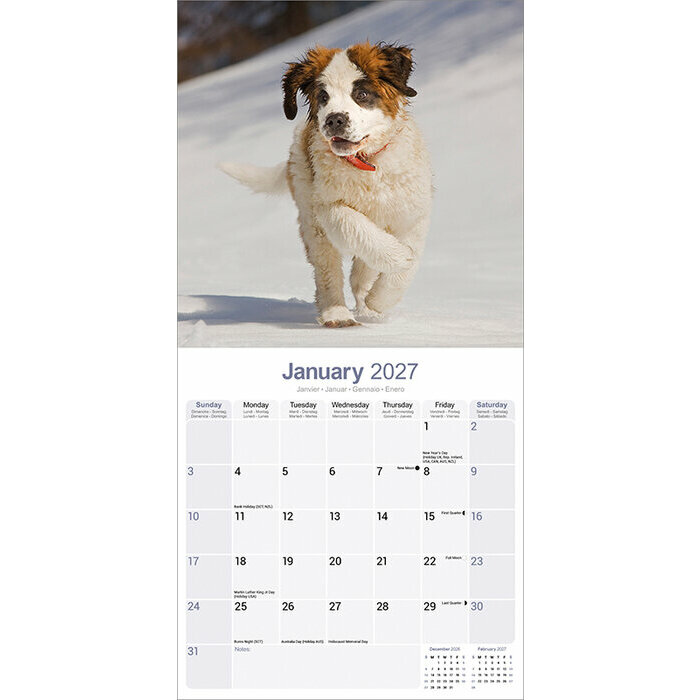 Calendrier papier 2027 Saint Bernard