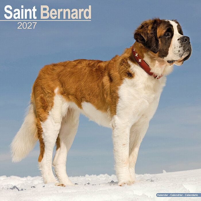 Calendrier Mural 2027 Saint Bernard