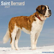 Calendrier Mural 2027 Saint Bernard
