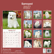 Calendrier 2027 Samoyède Calendrier 2027 Samoyede