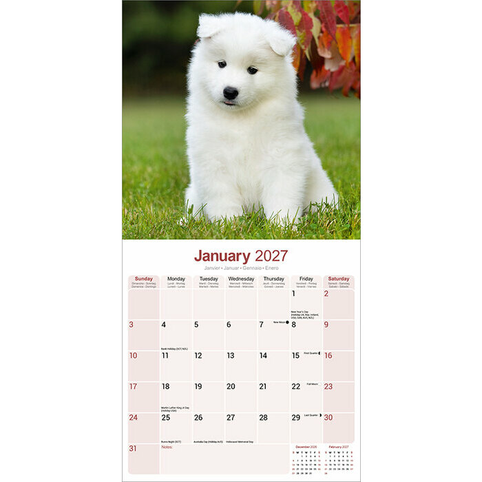 Calendrier 2027 Samoyède Calendrier papier 2027 Samoyede