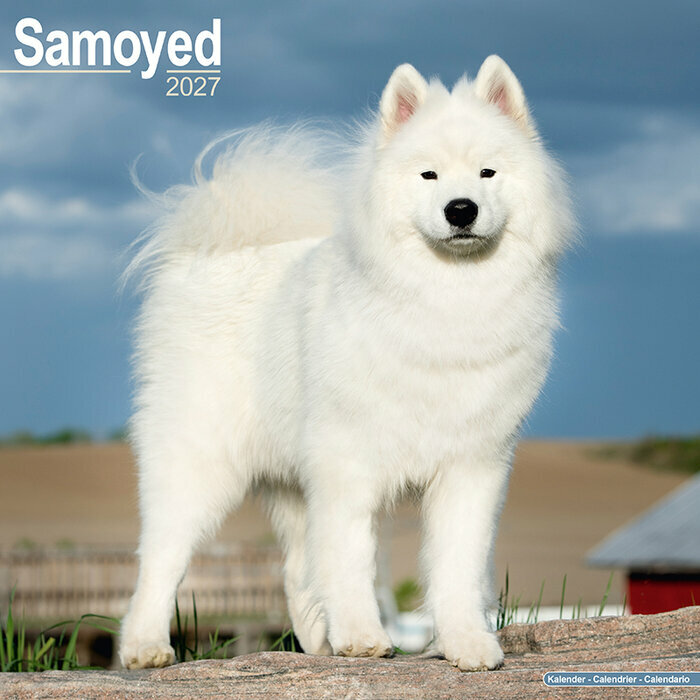 Calendrier 2027 Samoyède Calendrier Mural 2027 Samoyede