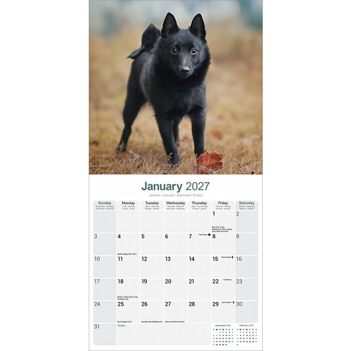 Calendrier papier 2027 Schipperke