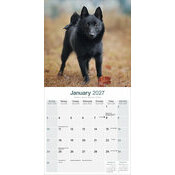 Calendrier papier 2027 Schipperke