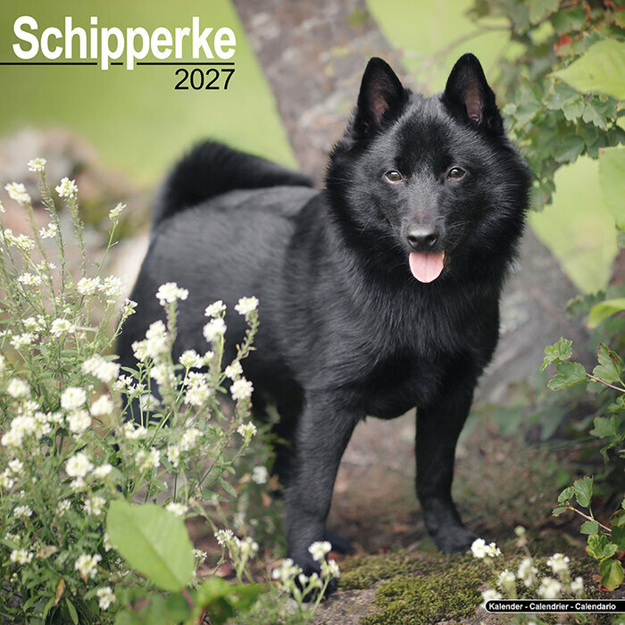 Calendrier Mural 2027 Schipperke