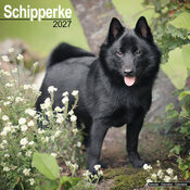 Calendrier Mural 2027 Schipperke