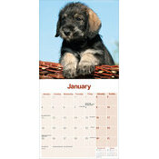 Calendrier Schnauzer mural 2027