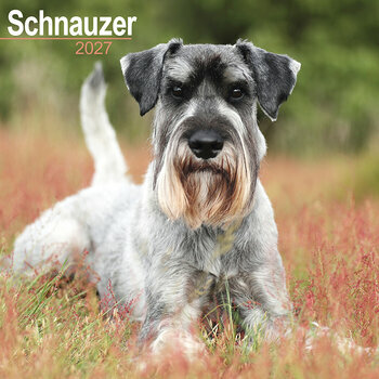 Calendrier 2027 Schnauzer