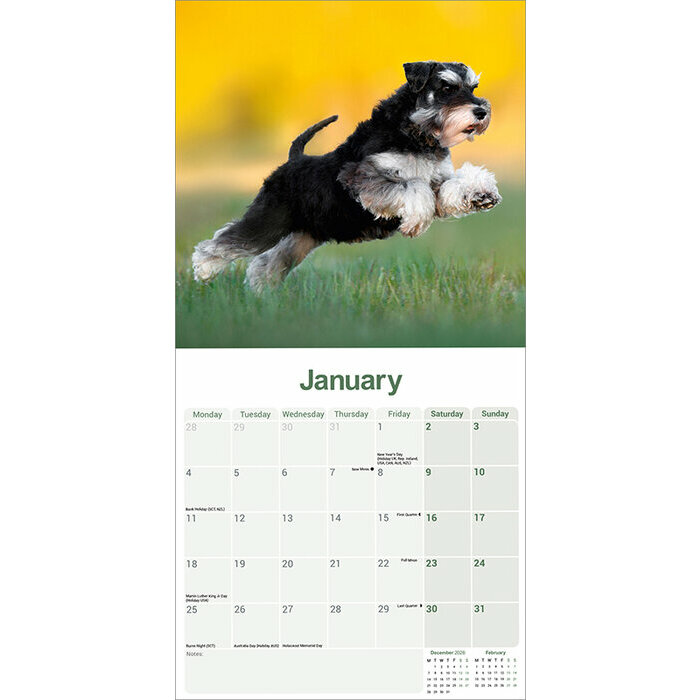 Calendrier 2027 Schnauzer Nain Calendrier Schnauzer Nain 2027