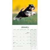 Calendrier 2027 Schnauzer Nain Calendrier Schnauzer Nain 2027