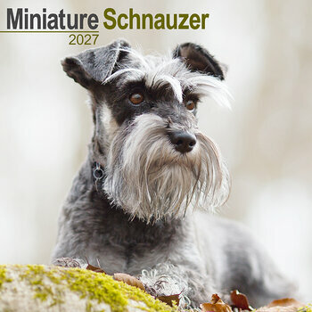 Calendrier 2027 Schnauzer Nain