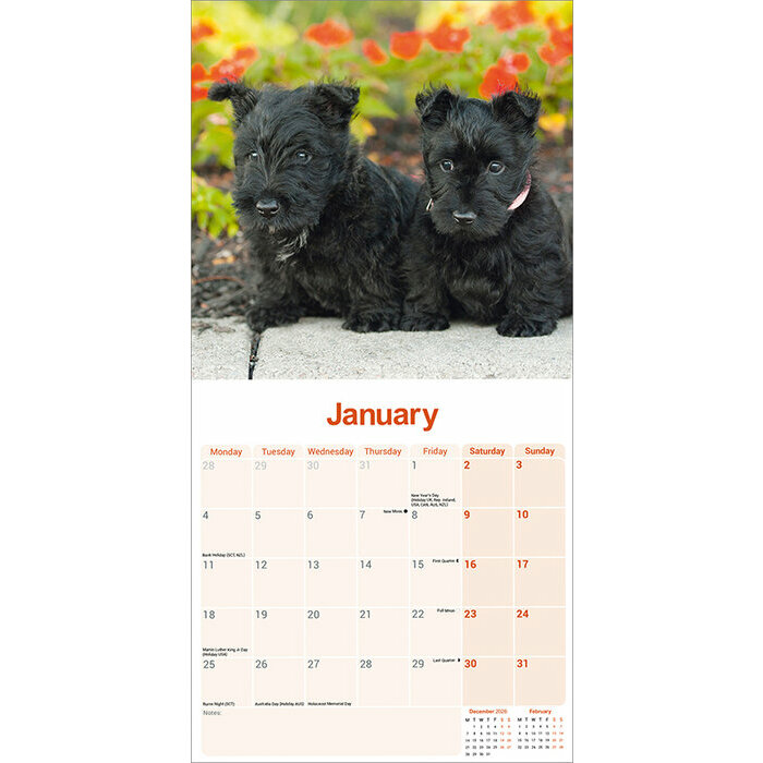 Calendrier 2027 Scottish Terrier Calendrier 2027 Scottish terrier