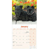 Calendrier 2027 Scottish Terrier Calendrier 2027 Scottish terrier