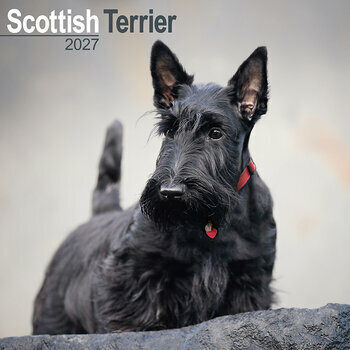 Calendrier 2027 Scottish Terrier