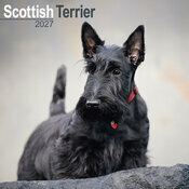 Calendrier 2027 Scottish Terrier Calendrier Mural 2027 Scottish terrier