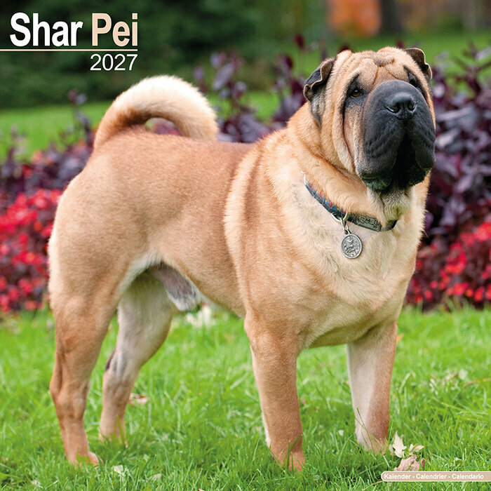 Calendrier 2027 Shar Pei Calendrier Shar Pei Mural 2027