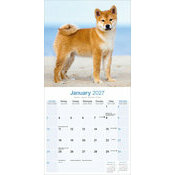 Calendrier Shiba Inu mural 2027
