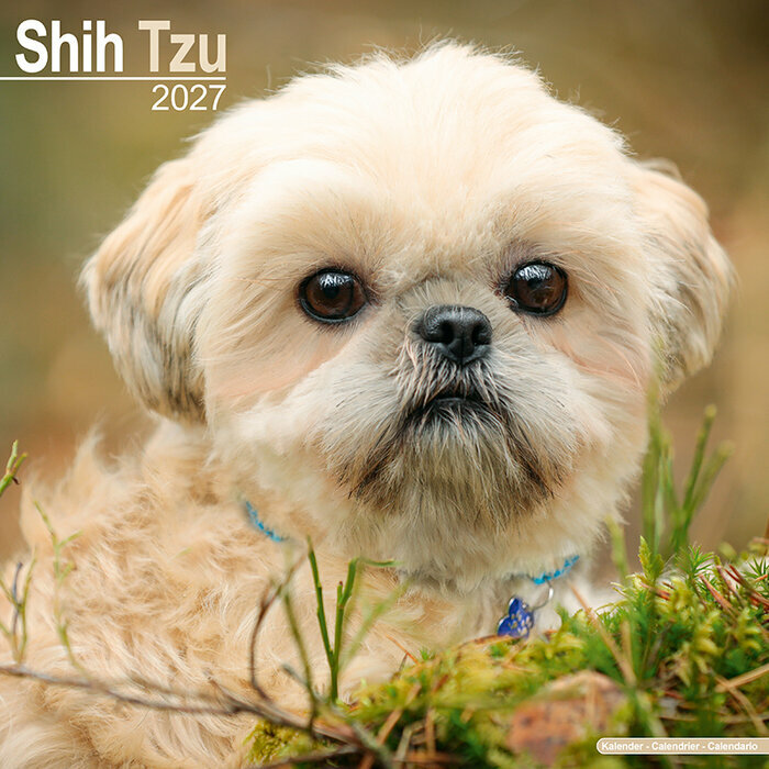 Calendrier Chien Shih Tzu 2027