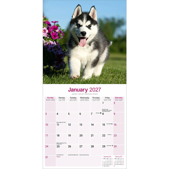Calendrier 2027 Siberian Husky