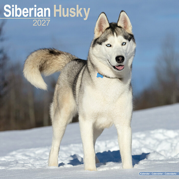 Calendrier Mural 2027 Siberian Husky
