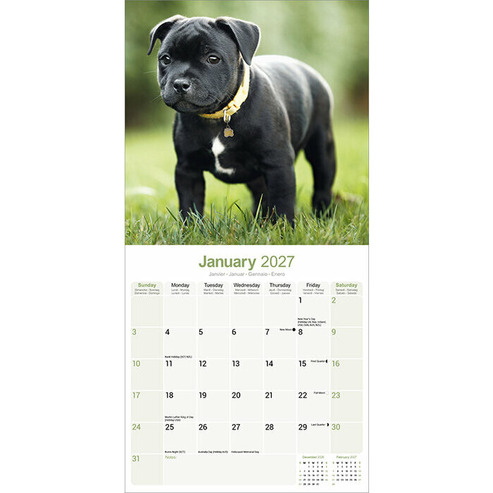 Calendrier papier Staffordshire Bull Terrier 2027