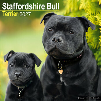 Calendrier 2027 Staffordshire Bull Terrier