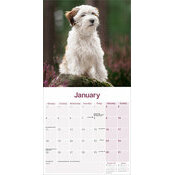 Calendrier 2027 Terrier Tib�tains