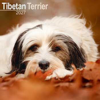 Calendrier 2027 Terrier du Tibet