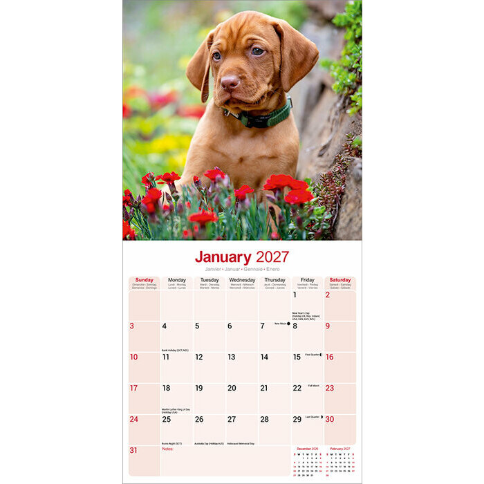 Calendrier 2027 Vizsla Calendrier Vizsla 2027
