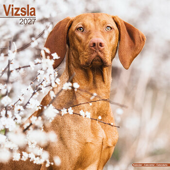 Calendrier 2027 Vizsla