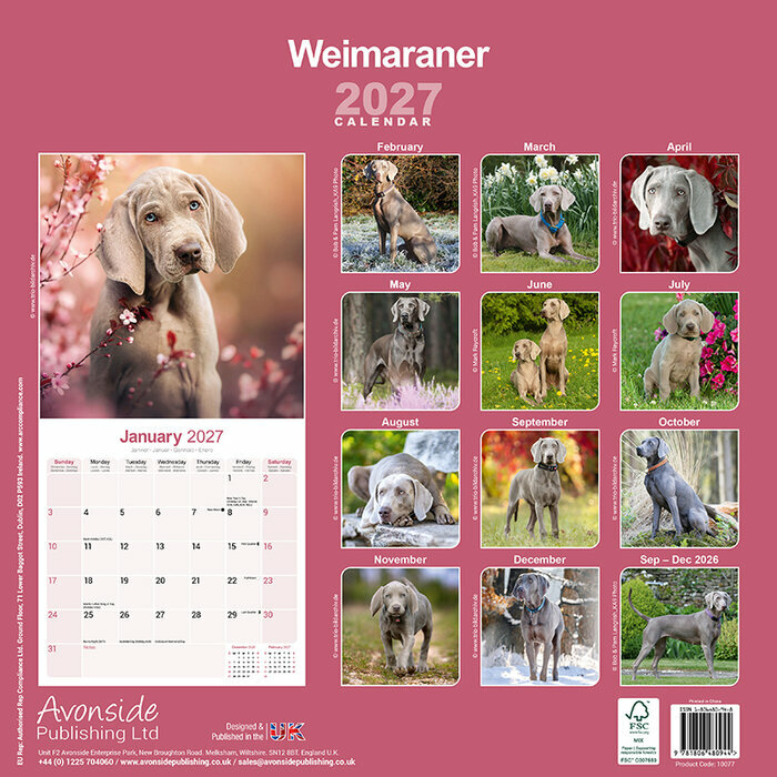 Calendrier 2027 Braque de Weimar Calendrier Braque de Weimar 2027
