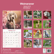 Calendrier 2027 Braque de Weimar Calendrier Braque de Weimar 2027