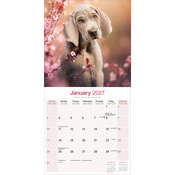 Calendrier 2027 Braque de Weimar Calendrier papier Braque de Weimar 2027