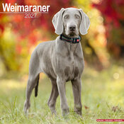 Calendrier 2027 Braque de Weimar Calendrier Braque de Weimar 2027