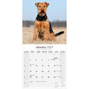 Calendrier 2027 Welsh terrier