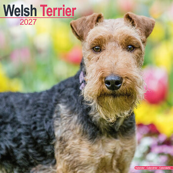 Calendrier 2027 Welsh Terrier