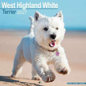 Calendrier 2027 West Highland White Terrier
